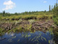 Algonquin Beaver Dam