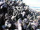 bed of mussels at Bodega Marine Reserve