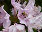 image of a bee on a flower