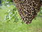 bee swarms form when a queen bee strikes out with a large group of worker bees