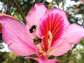 bees on a flower