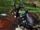 beetle horns