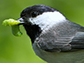 bird with caterpillar