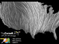 white lines representing the flow of migrating birds