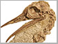 a Lithornithid skull