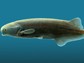 an image of an electric fish
