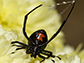 a black widow spider