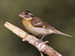 a black-headed Grosbeak