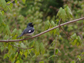 black-throated blue warbler