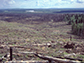 part of regeneration treatment research area in the Bonanza Creek Experimental Forest