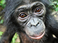 close-up of a bonobo face