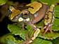a native of Madagascar, Boophis picturatus