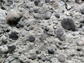 fossil brachiopods