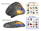 brain activations while participants view pictures