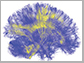 a visualization of the brain