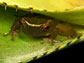 a bromeliad specialist between leaf axils