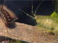 bryozoans atop an eelgrass blade by amphipods