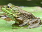 an American bullfrog