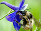 a bumble bee on a flower