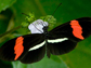 Heliconius erato butterfly