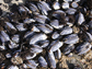 California mussel