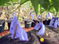 cacao seedlings