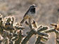 a cactus wren