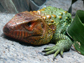 caiman lizard