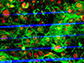 the human stem cell-derived cardiac microtissue