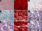 figure showing successful cell lines