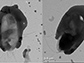 bare (left) and fully shielded (right) bacteria