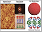 sugars on the surface of synthetic cells organize themselves automatically into thin lamellar layered