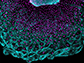 cells covering the heart regenerate in a wave led by large cells containing multiple nuclei per cell (magenta)