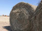 bales of cellulosic biomass