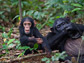 female chimps