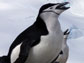 a chinstrap penguin
