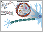 segments of chromatin