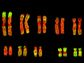 chromosomesaul fish