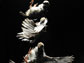 chukar chick using asymmetric wing flapping