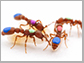 clonal raider ants