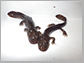 coastal giant salamanders