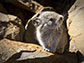 a collared pika in Denali National Park