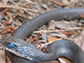 a coluber constrictor