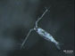 News thumbnail copepod predator