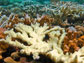 coral reefs