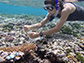 Lupita Ruiz-Jones takes a sample from the corals near Ofu Island