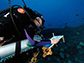 Cori Kane swims among fish above deep Hawaiian coral reef