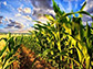 field of corn