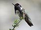 Costa's hummingbird in the Mojave National Preserve