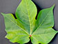 a normal shape cotton leaf
